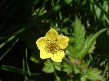 Herb Bennet