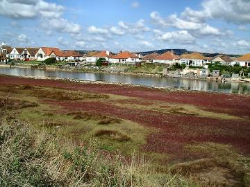 Glasswort or Marsh Samphire