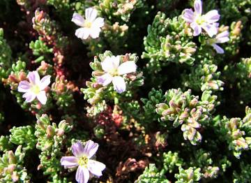 Frankenia laevis - Sea Heath  - flower