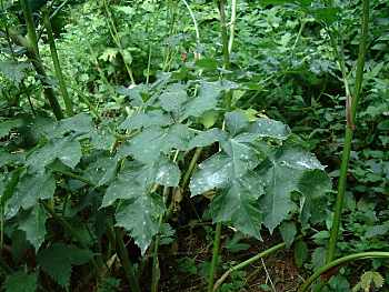 Hogweed