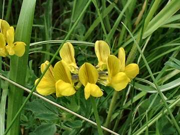 Horseshoe Vetch