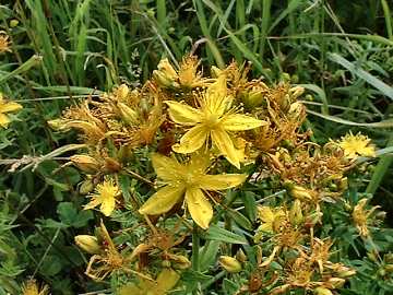 Hypericum