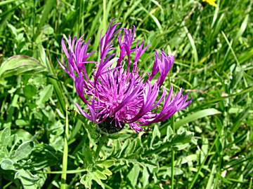 Greater Knapweed