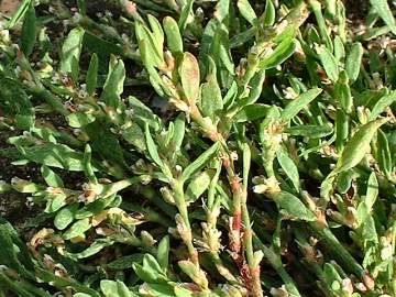 Knotgrass