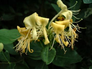 Honeysuckle