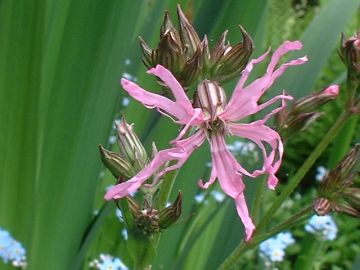 Ragged Robin