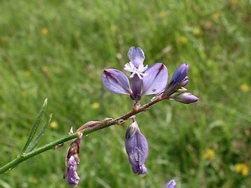 Common Milkwort