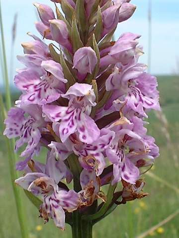 Common Spotted Orchid