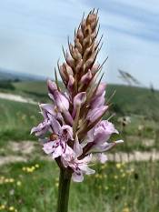 Common Spotted Orchid