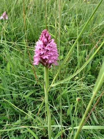 Pyramid Orchid