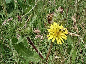 prickly oxtongue