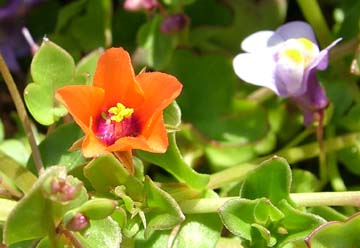 Anagalis arvensis  Scarlet Pimpernel