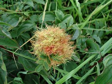 Pincushion gall