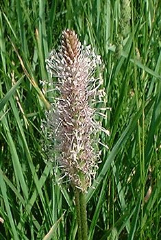 Plantago media  Hoary Plantain