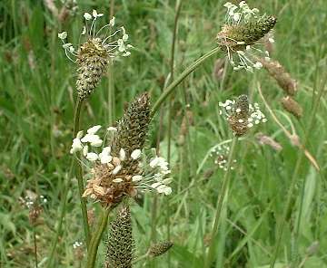 Plantago lanceolata  Ribwort plantain