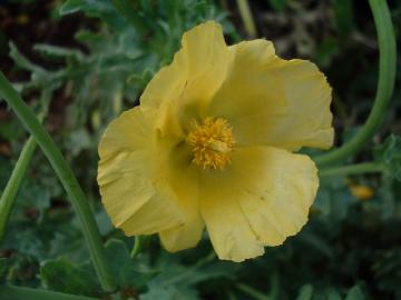 Yelow Horned Poppy