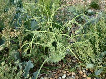 Horned poppy Seed pods