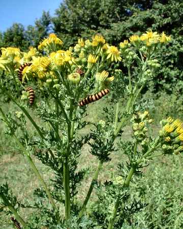 Common Ragwort