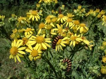 Ragwort