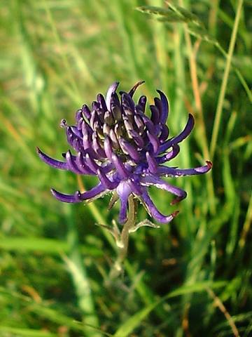 Round-headed rampion