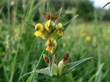 Yellow Rattle