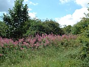 Rosebay Willowherb