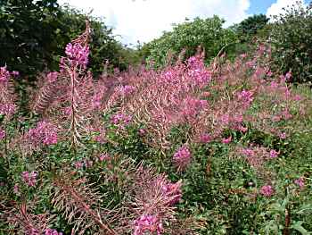 RoseBay WillowHerb