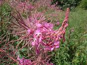 Rosebay Willowherb