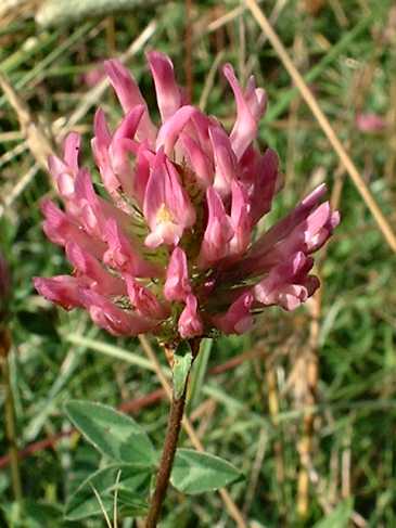 Red Clover