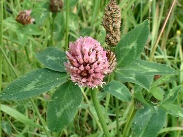 red clover