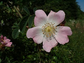 Rosa canina - Dog Rose