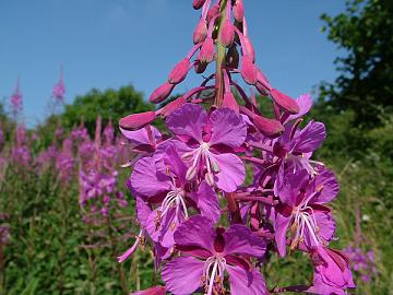 Rosebay Willowherb