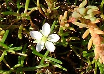 Lesser sand spurrey