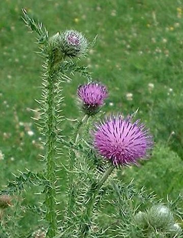 Slender thistle