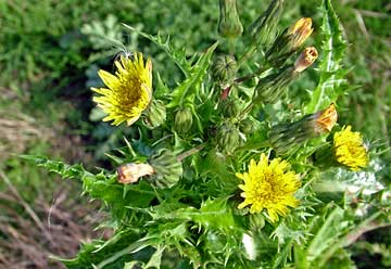 Sowthistle