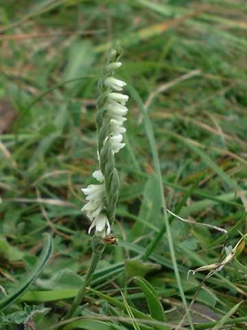 Autumn Ladies Tresses