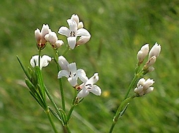 Squinancywort