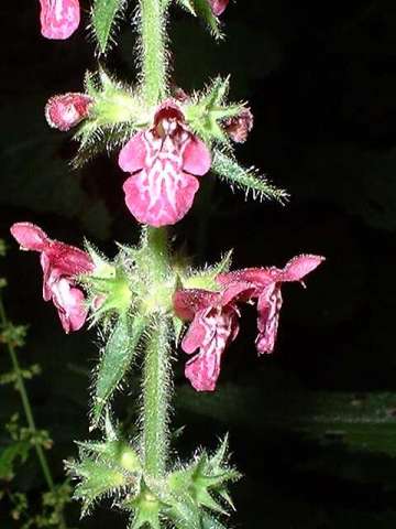 stachys