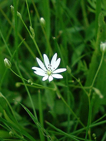 Stellaria graminae  - Lesser Stitchwort