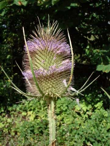 Teasel