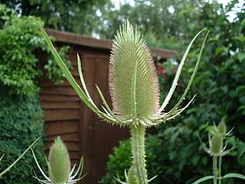 Dipsacus fullonum - Teasel