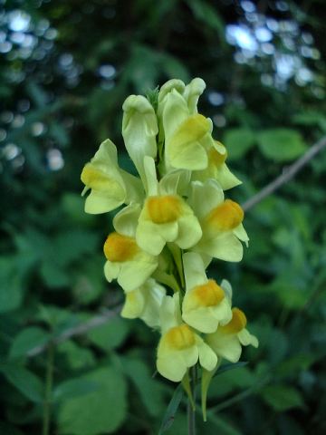 Common Toadflax