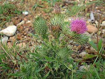 Spear Thistle