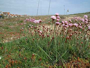 Armeria maritima - Sea Thrift