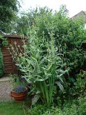 Teasel