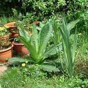 teasel