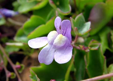 Ivy leaved Toadflax