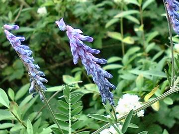 tufted vetch