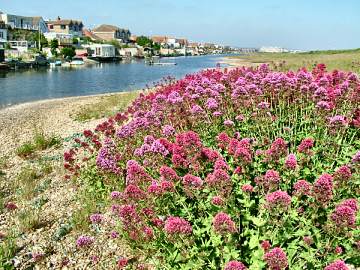 Red Valerian