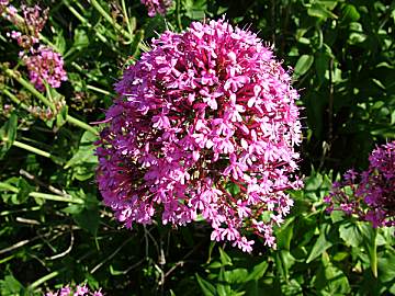 Valerian flower